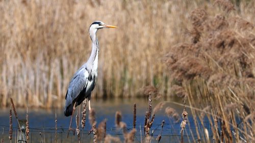 Blauwe-Reiger-2025-04-12-Zonhoven-Wijvenheide-01