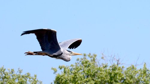 Blauwe-Reiger-2025-05-10-Norfolk-01