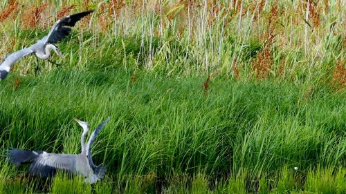 Blauwe-Reiger-2025-06-25-Schulensbroek-02