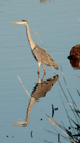 Blauwe-Reiger-2025-08-24-Zoutleeuw-Het-Vinne-01