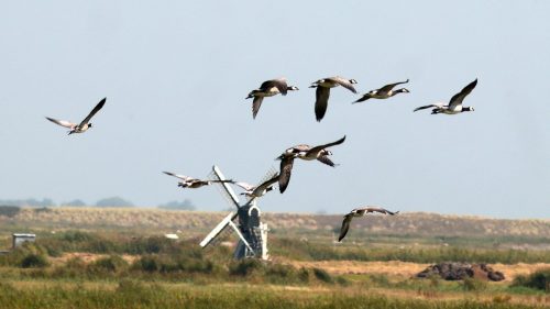 Brandgans-2025-08-14-Texel-01